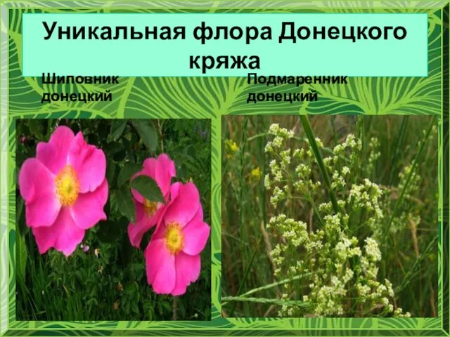 Уникальная флора Донецкого кряжа Шиповник донецкий Подмаренник донецкий