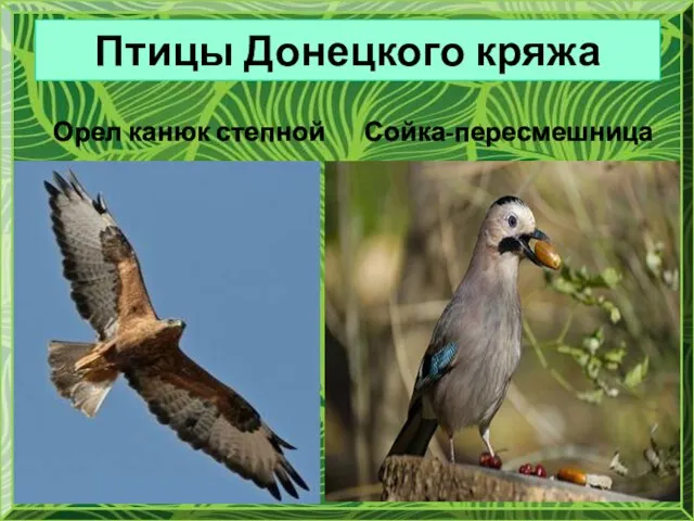 Птицы Донецкого кряжа Орел канюк степной Сойка-пересмешница