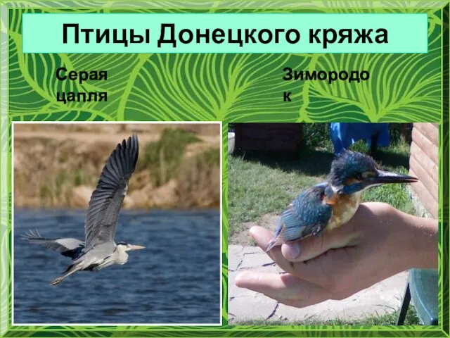 Птицы Донецкого кряжа Серая цапля Зимородок