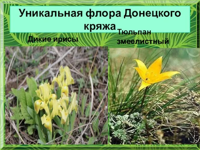 Уникальная флора Донецкого кряжа Дикие ирисы Тюльпан змеелистный