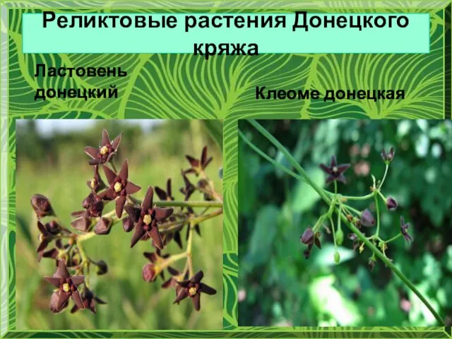 Реликтовые растения Донецкого кряжа Ластовень донецкий Клеоме донецкая