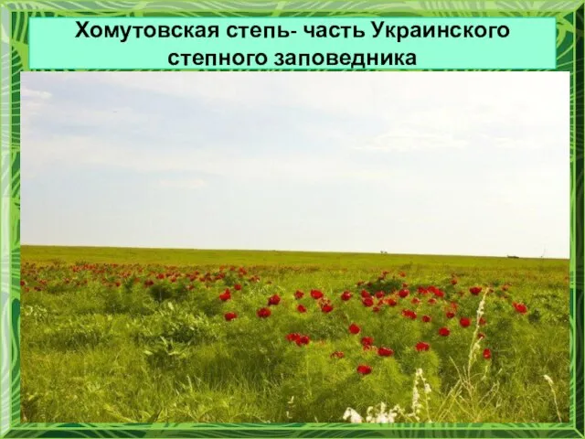 Хомутовская степь- часть Украинского степного заповедника