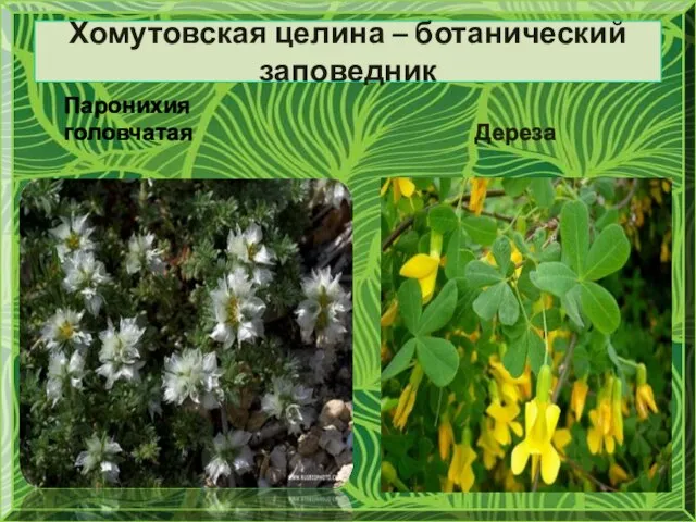 Хомутовская целина – ботанический заповедник Паронихия головчатая Дереза