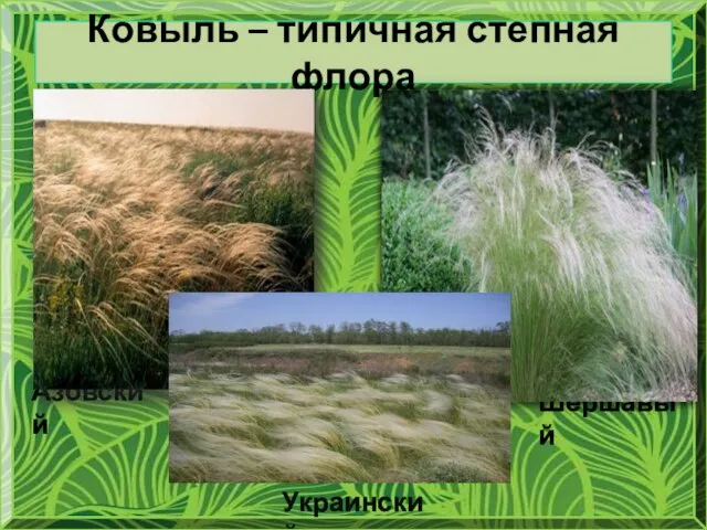 Ковыль – типичная степная флора Азовский Шершавый Украинский