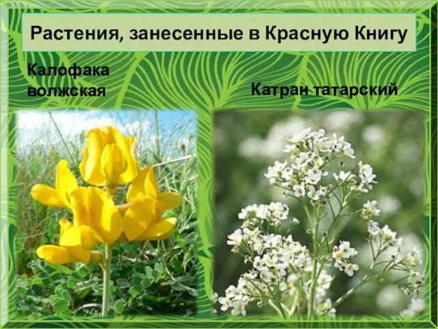 Растения, занесенные в Красную Книгу Калофака волжская Катран татарский