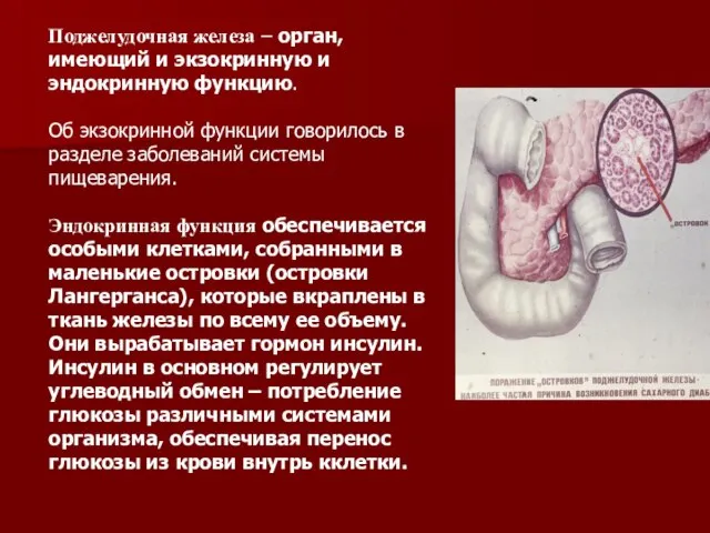 Поджелудочная железа – орган, имеющий и экзокринную и эндокринную функцию. Об