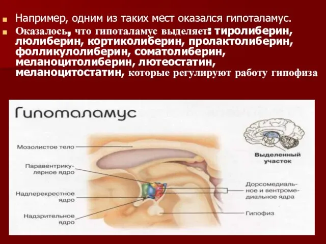 Например, одним из таких мест оказался гипоталамус. Оказалось, что гипоталамус выделяет: