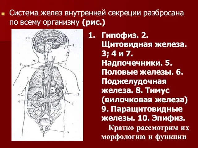 Система желез внутренней секреции разбросана по всему организму (рис.) Гипофиз. 2.