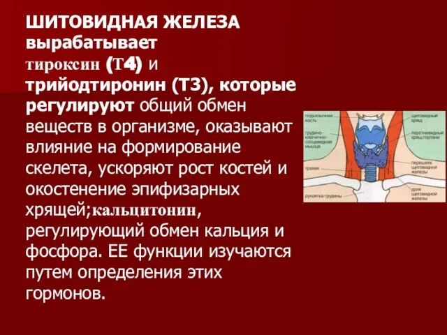 ШИТОВИДНАЯ ЖЕЛЕЗА вырабатывает тироксин (Т4) и трийодтиронин (Т3), которые регулируют общий