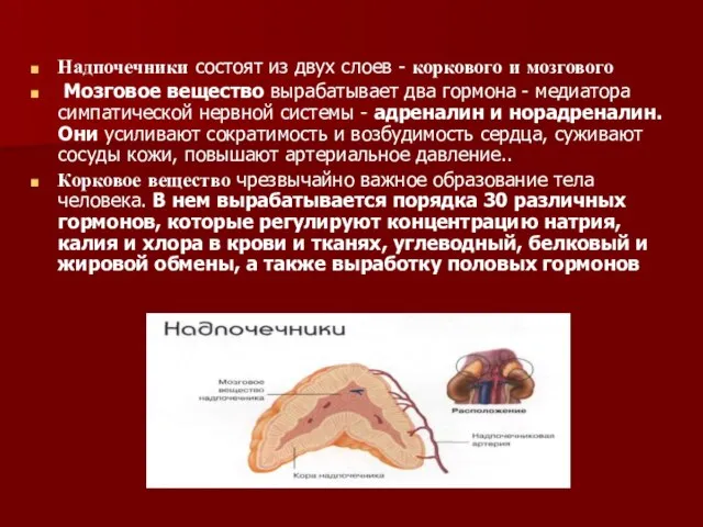 Надпочечники состоят из двух слоев - коркового и мозгового Мозговое вещество