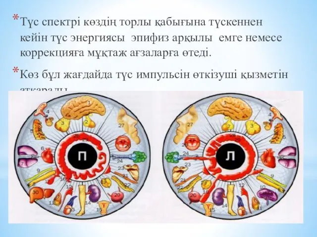 Түс спектрі көздің торлы қабығына түскеннен кейін түс энергиясы эпифиз арқылы