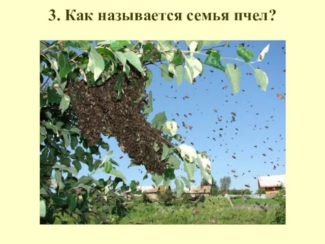 3. Как называется семья пчел?