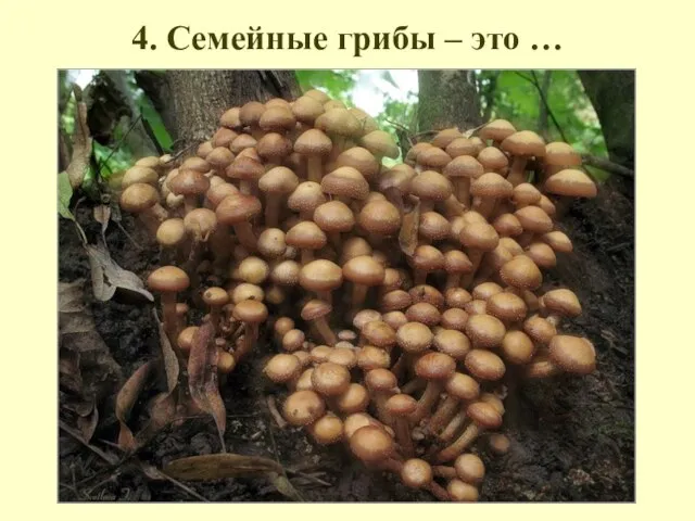 4. Семейные грибы – это …