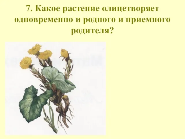 7. Какое растение олицетворяет одновременно и родного и приемного родителя?