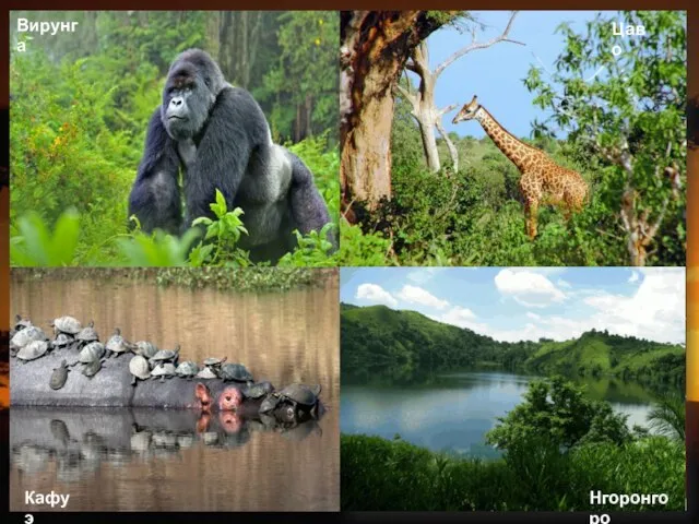 Национальные парки Африки Рувензори (Уганда) Самый высокогорный район Вирунга (Республика Конго,