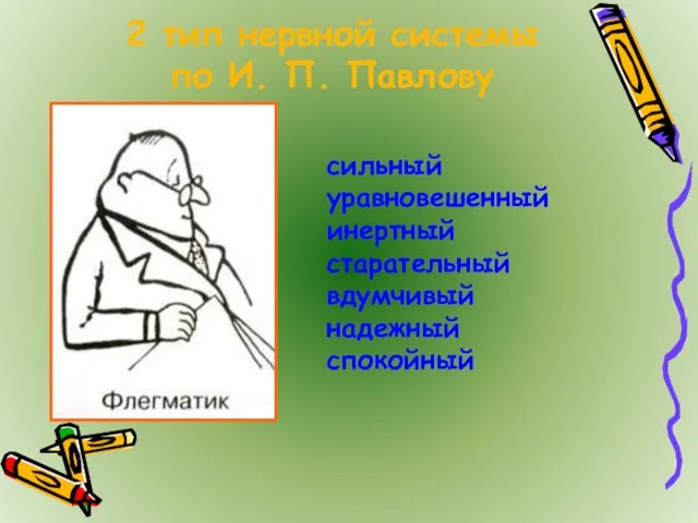 2 тип нервной системы по И. П. Павлову сильный уравновешенный инертный старательный вдумчивый надежный спокойный