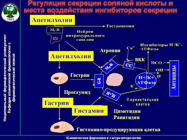 Клиническая фармация в гастроэнтерологии Регуляция секреции соляной кислоты и места воздействия ингибиторов секреции Ацетилхолин ВКК