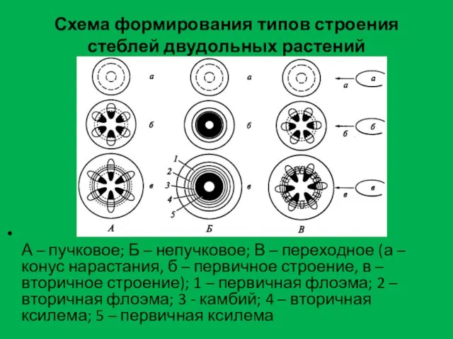 Схема формирования типов строения стеблей двудольных растений А – пучковое; Б