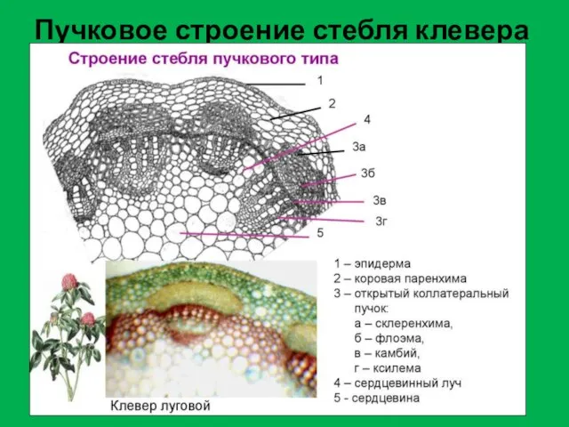 Пучковое строение стебля клевера