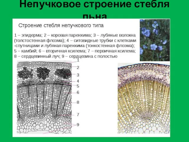 Непучковое строение стебля льна