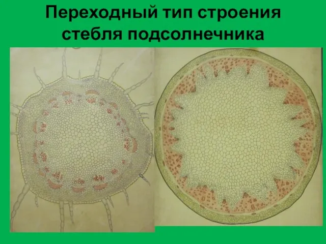 Переходный тип строения стебля подсолнечника