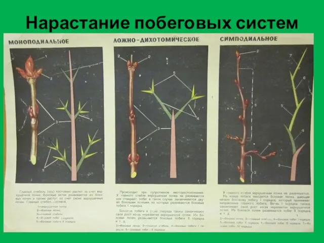 Нарастание побеговых систем