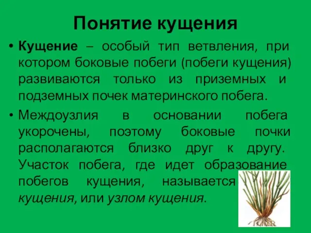 Понятие кущения Кущение – особый тип ветвления, при котором боковые побеги