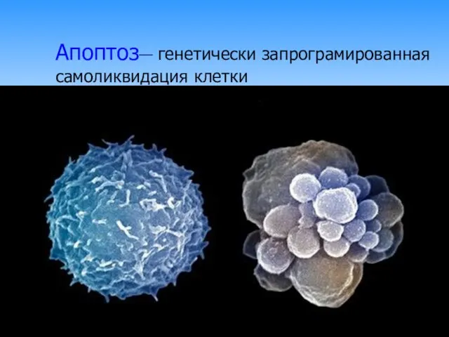 Апоптоз— генетически запрограмированная самоликвидация клетки