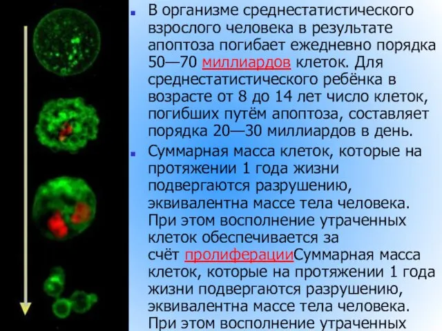 В организме среднестатистического взрослого человека в результате апоптоза погибает ежедневно порядка