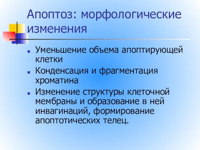 Апоптоз: морфологические изменения Уменьшение объема апоптирующей клетки Конденсация и фрагментация хроматина