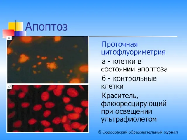 Апоптоз Проточная цитофлуориметрия а - клетки в состоянии апоптоза б -