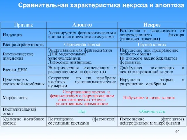 Сравнительная характеристика некроза и апоптоза