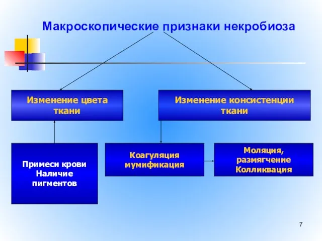 Макроскопические признаки некробиоза Изменение цвета ткани Изменение консистенции ткани Коагуляция мумификация