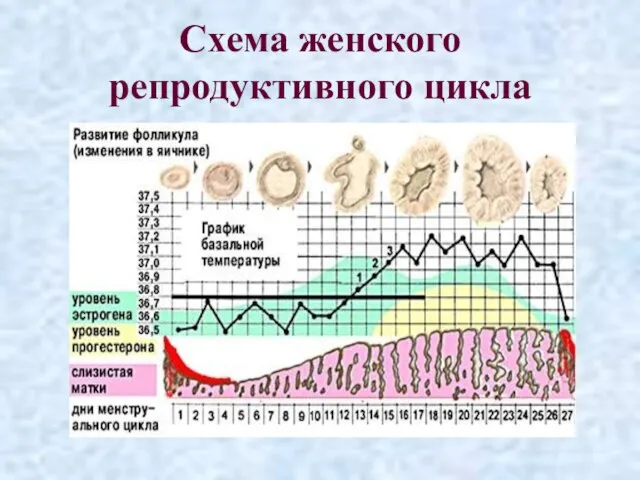 Схема женского репродуктивного цикла