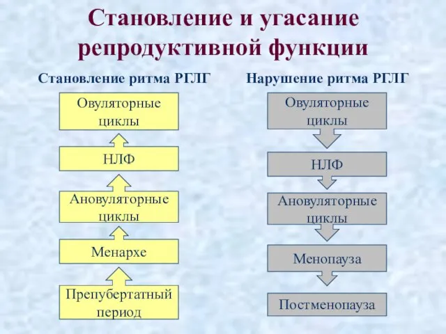 Становление и угасание репродуктивной функции Становление ритма РГЛГ Нарушение ритма РГЛГ