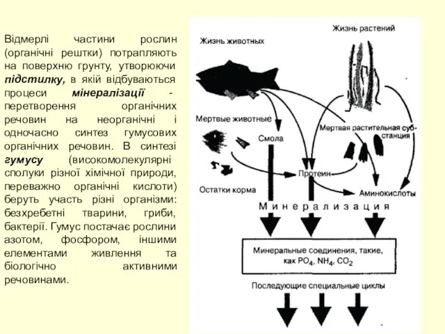 Відмерлі частини рослин (органічні рештки) потрапляють на поверхню грунту, утворюючи підстилку,