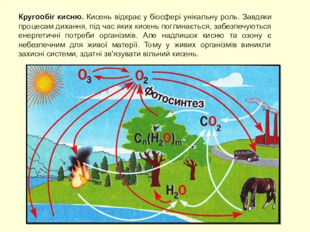 Кругообіг кисню. Кисень відкрає у біосфері унікальну роль. Завдяки процесам дихання,