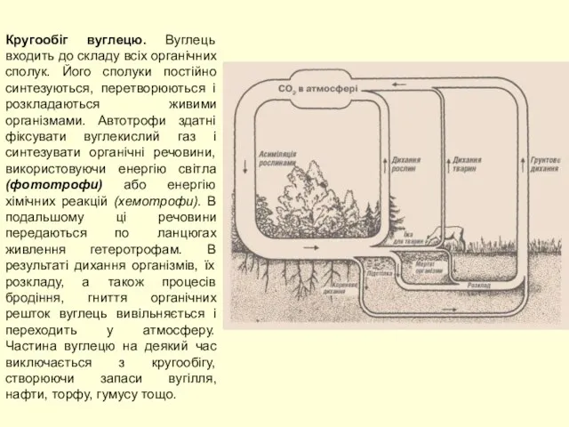 Кругообіг вуглецю. Вуглець входить до складу всіх органічних сполук. Його сполуки