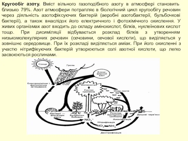 Кругообіг азоту. Вміст вільного газоподібного азоту в атмосфері становить близько 79%.