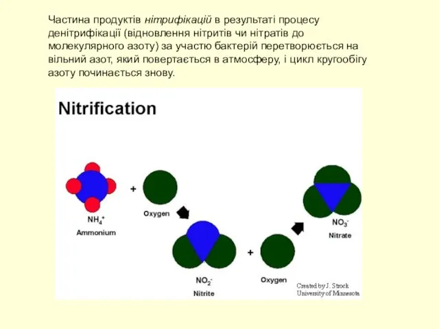 Частина продуктів нітрифікацій в результаті процесу денітрифікації (відновлення нітритів чи нітратів