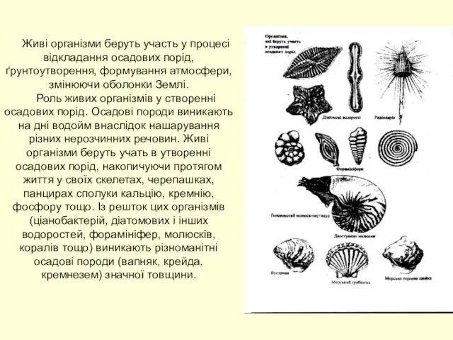 Живі організми беруть участь у процесі відкладання осадових порід, ґрунтоутворення, формування