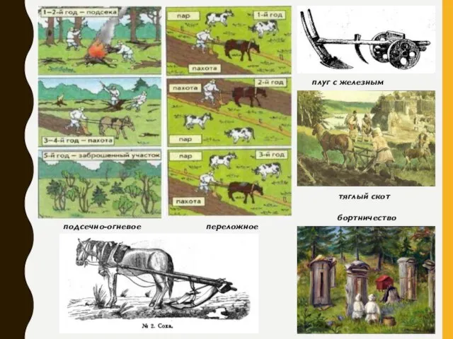 подсечно-огневое переложное плуг с железным лемехом тяглый скот бортничество