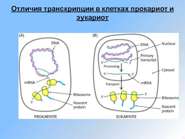 Отличия транскрипции в клетках прокариот и эукариот