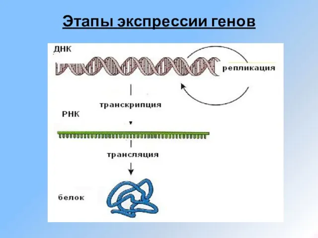 Этапы экспрессии генов