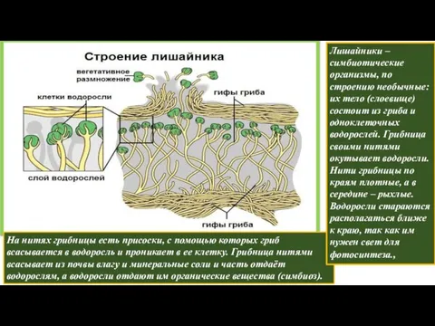 На нитях грибницы есть присоски, с помощью которых гриб всасывается в