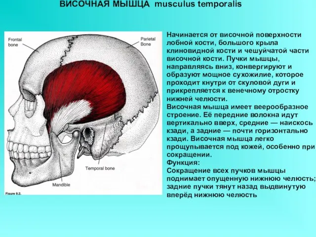 ВИСОЧНАЯ МЫШЦА musculus temporalis Начинается от височной поверхности лобной кости, большого