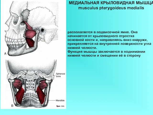 МЕДИАЛЬНАЯ КРЫЛОВИДНАЯ МЫШЦА musculus pterygoideus medialis располагается в подвисочной ямке. Она