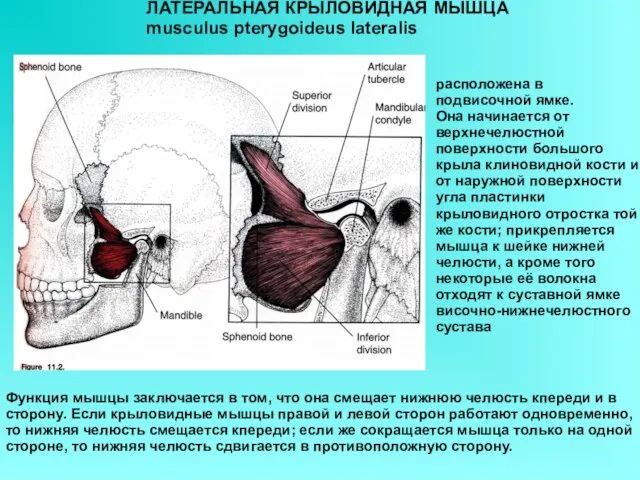 ЛАТЕРАЛЬНАЯ КРЫЛОВИДНАЯ МЫШЦА musculus pterygoideus lateralis расположена в подвисочной ямке. Она