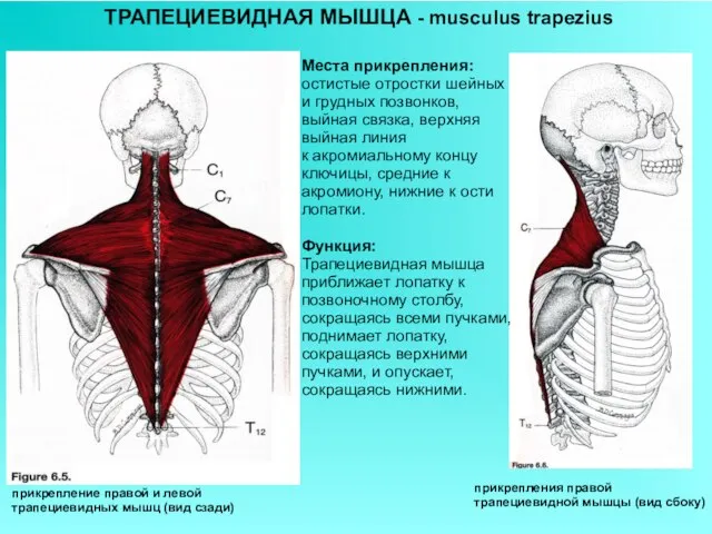 ТРАПЕЦИЕВИДНАЯ МЫШЦА - musculus trapezius прикрепление правой и левой трапециевидных мышц