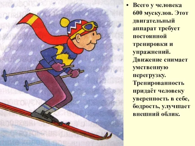 Всего у человека 600 мускулов. Этот двигательный аппарат требует постоянной тренировки